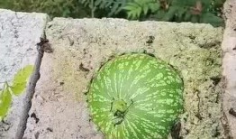 吃瓜真好吃视频下载免费,免费下载“吃瓜真好吃”视频，尽享美味瞬间